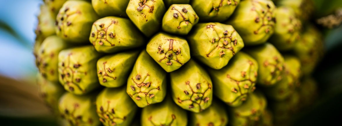 Photo: Hala Fruit